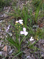 Stylidium affine