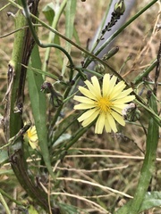 Lactuca indica