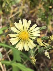 Lactuca indica