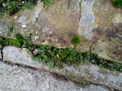 Marchantia polymorpha ruderalis