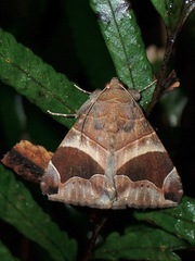 Bastilla joviana
