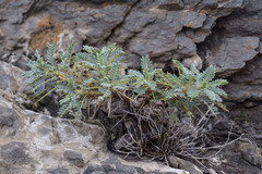 Astragalus denudatus