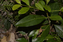 Elaeodendron australe