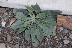 Jurinea ruprechtii