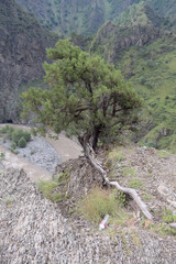 Juniperus polycarpos