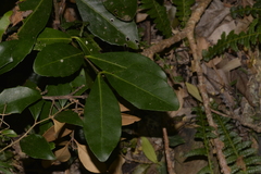 Elaeodendron australe