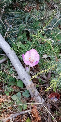 Colchicum bivonae