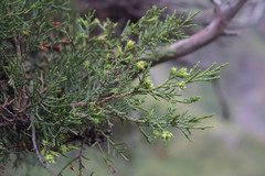 Juniperus polycarpos
