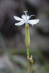 Dianthus cretaceus