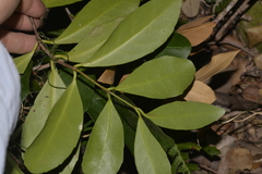 Elaeodendron australe
