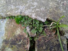 Marchantia polymorpha ruderalis