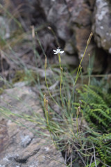 Dianthus cretaceus