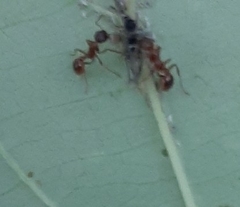 Myrmica rubra