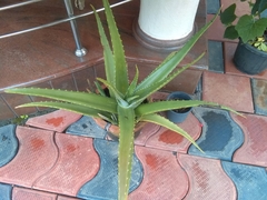 Aloe vera vera