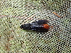 Urocerus cressoni