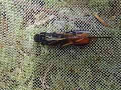 Urocerus cressoni