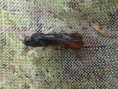 Urocerus cressoni