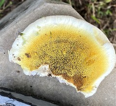 Agaricomycetes