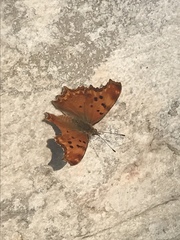 Polygonia egea