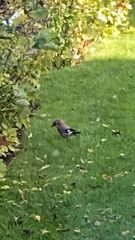 Garrulus glandarius
