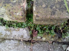 Marchantia polymorpha ruderalis