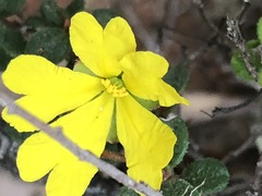 Hibbertia decumbens