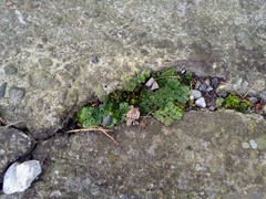 Marchantia polymorpha ruderalis