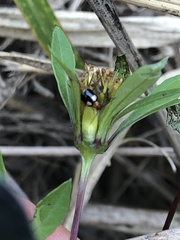 Monolepta quadriguttata