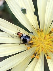 Monolepta quadriguttata