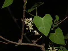 Cynanchum mossambicense
