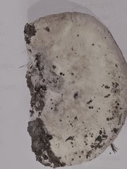 Agaricomycetes