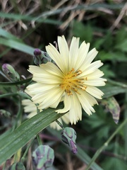Lactuca indica