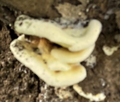 Agaricomycetes
