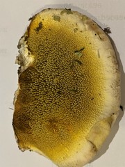 Agaricomycetes