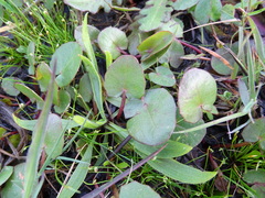 Centella cordifolia