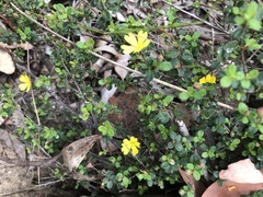 Hibbertia decumbens