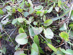 Centella cordifolia