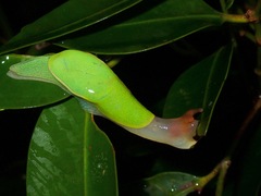 Helicarionoidea