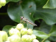 Platycheirus albimanus