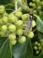 Platycheirus albimanus