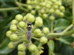 Platycheirus albimanus