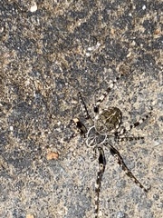 Larinioides sclopetarius
