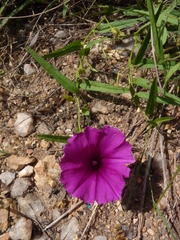 Ipomoea robertsiana