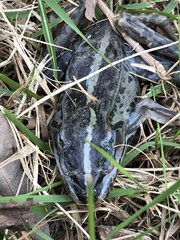 Pelophylax nigromaculatus