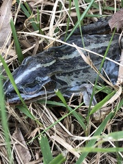 Pelophylax nigromaculatus