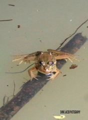 Euphlyctis karaavali