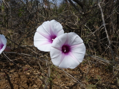 Ipomoea shirambensis