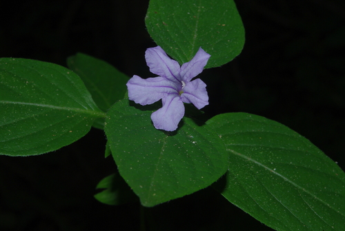 Ruellia prostrata image