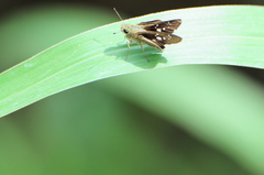 Lepidoptera