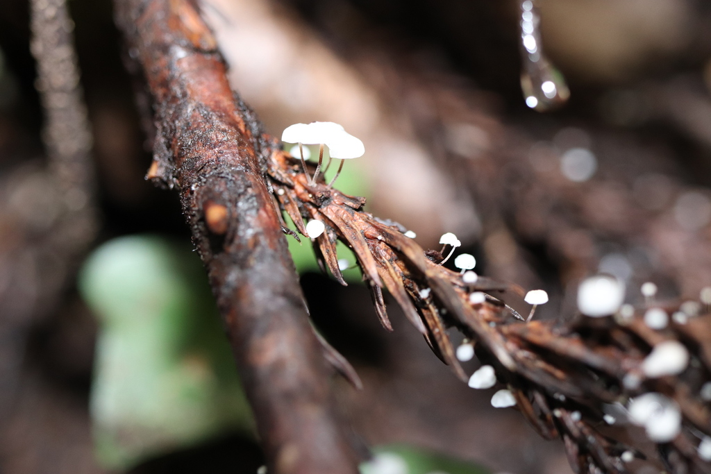 Marasmius capitatus